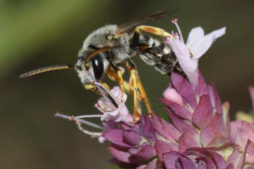 Réf. 349 455 : Halictus cochlearitarsis