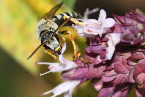 Réf. 349 456 : Halictus cochlearitarsis