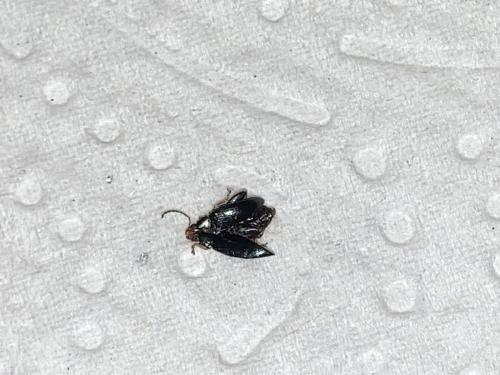 Réf. 349 657 : Psylliodes sp.