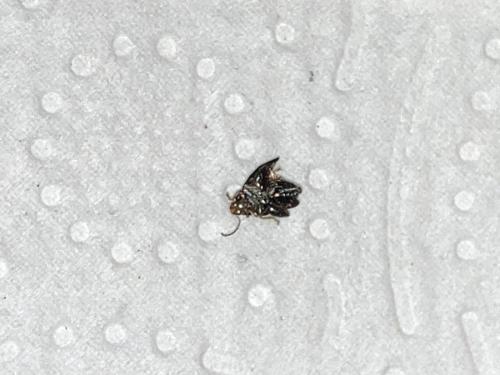 Réf. 349 658 : Psylliodes sp.