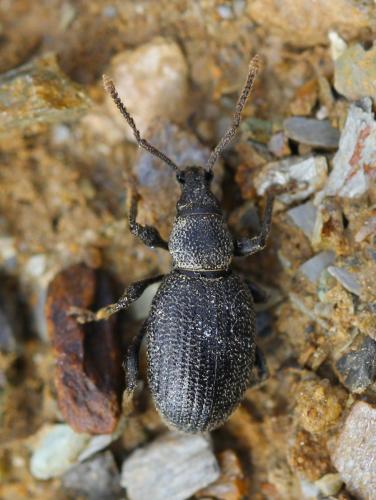 Réf. 349 072 : Otiorhynchus moestus