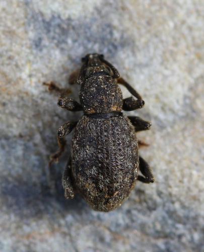 Réf. 349 075 : Otiorhynchus sp.