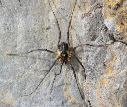 Réf. 349 070 : Mitopus morio