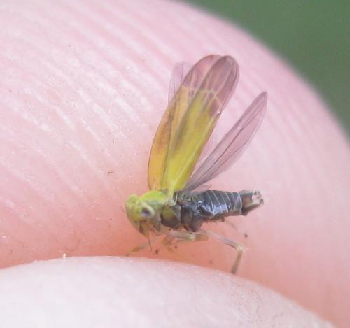 Alebra viridis