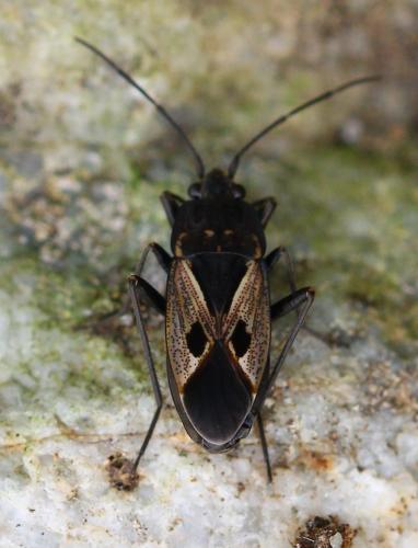 Rhyparochromus (phoenicus-sanguineus)