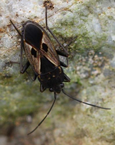 Rhyparochromus (phoenicus-sanguineus)