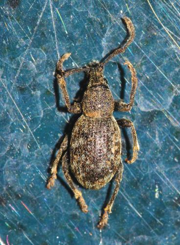 Otiorhynchus sp.