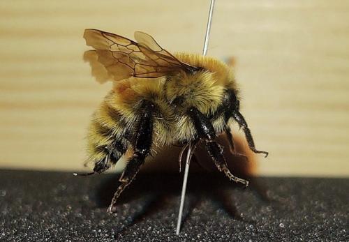 Bombus muscorum