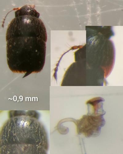 Acrotrichis sp.