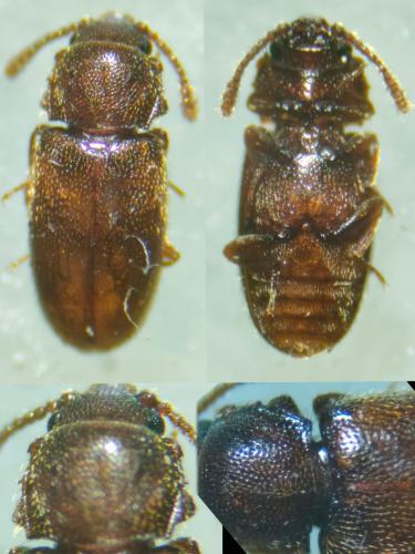 Cryptophagus sp.