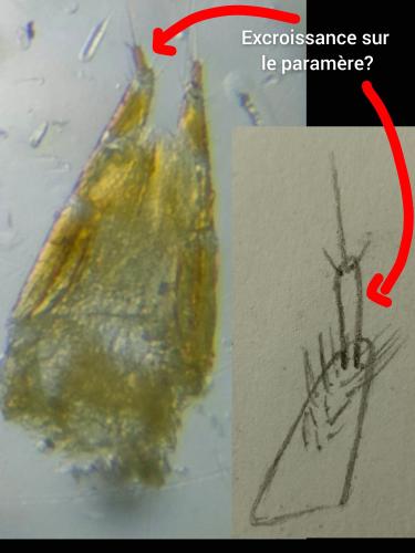 Cryptophagus sp.
