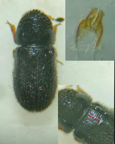 Trypophloeus sp.