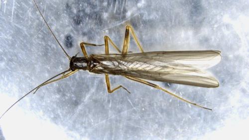 Réf. 349 529 : Leuctra major