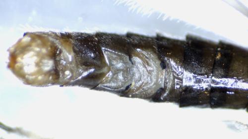 Réf. 349 530 : Leuctra major
