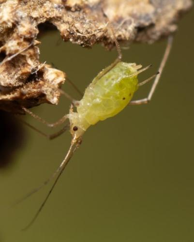 Aulacorthum solani