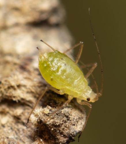 Réf. 349 627 : Aulacorthum solani