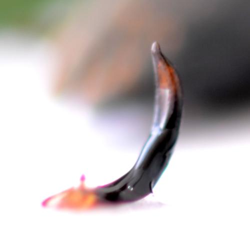 Réf. 349 130 : Lixus scabricollis