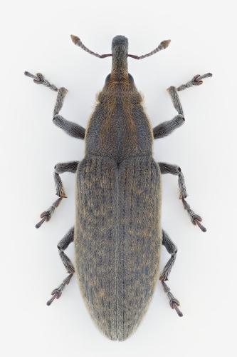 Lixus cardui