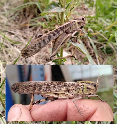 Réf. 349 763 : Locusta migratoria