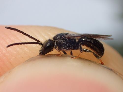 Lasioglossum rufitarse