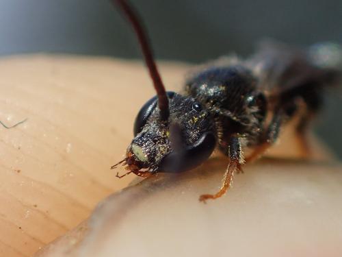 Lasioglossum rufitarse