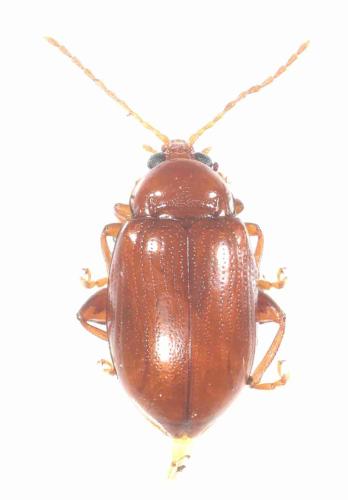 Réf. 349 947 : Neocrepidodera transversa