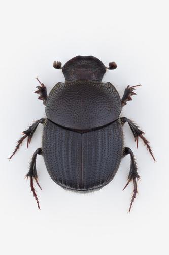 Onthophagus joannae