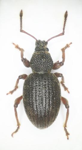 Otiorhynchus desertus