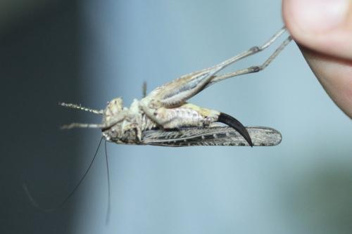 Réf. 349 764 : Platycleis sp.