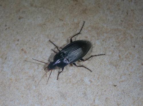 Calathus fuscipes