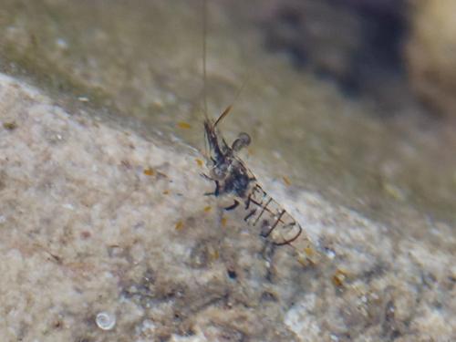 Palaemon elegans