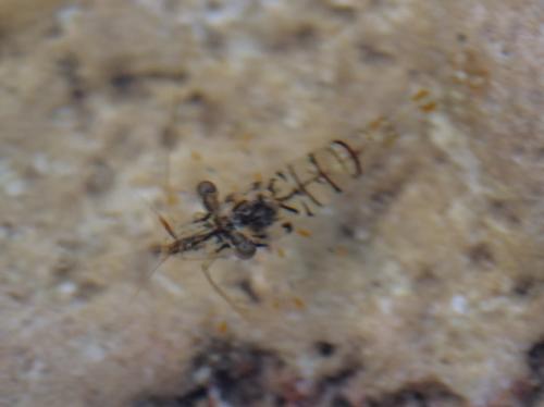 Palaemon elegans