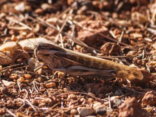 Réf. 349 747 : Locusta migratoria