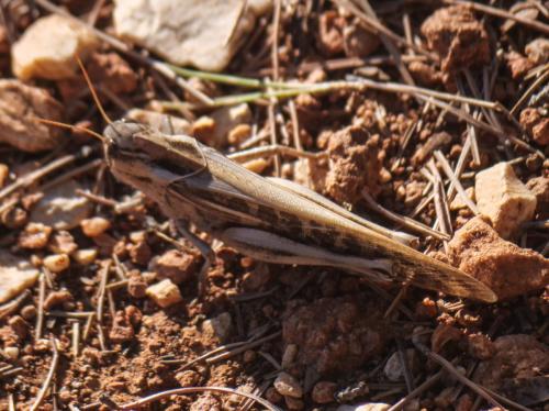 Réf. 349 746 : Locusta migratoria