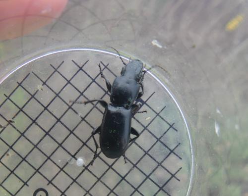 Percus grandicollis