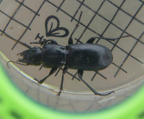 Percus grandicollis
