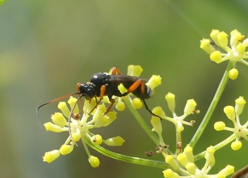 Eutanyacra glaucatoria