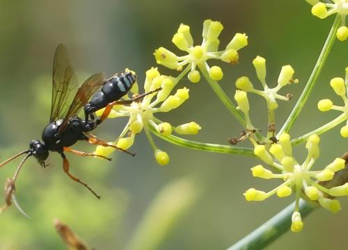 Eutanyacra glaucatoria
