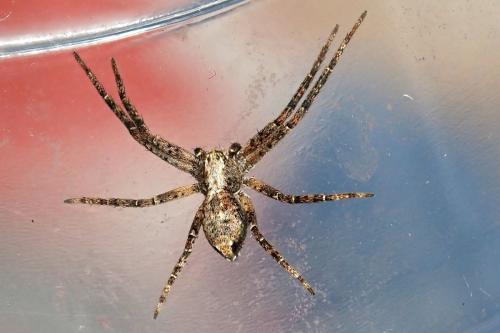 Philodromus sp.