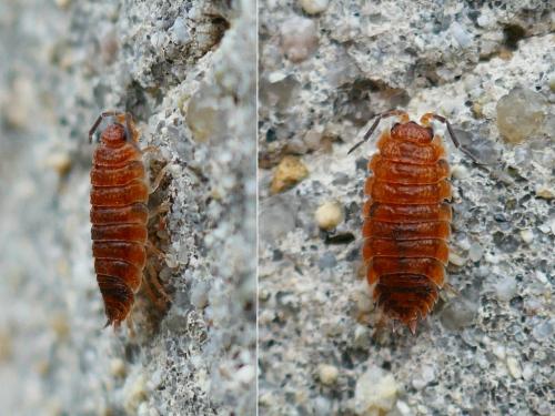 Porcellio scaber