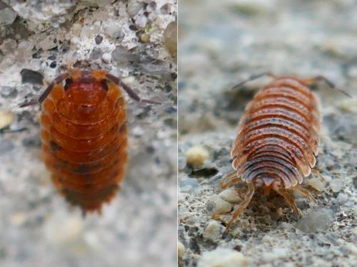 Porcellio scaber