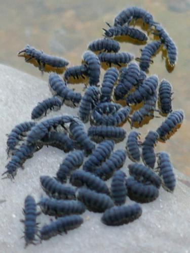 Anurida maritima