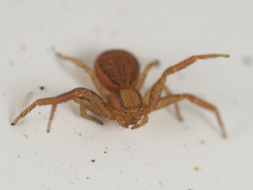 Réf. 349 414 : Xysticus erraticus