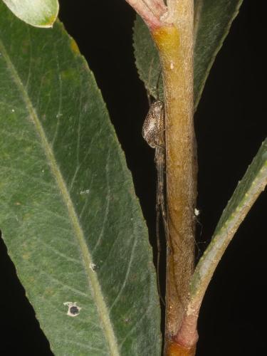 Tetragnatha dearmata