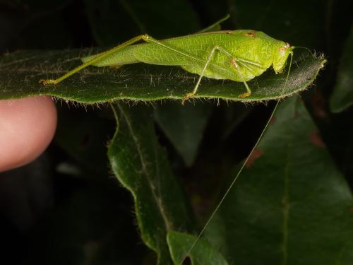 Phaneroptera nana
