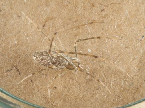 Tetragnatha dearmata