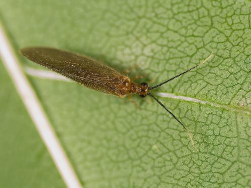Sisyra terminalis