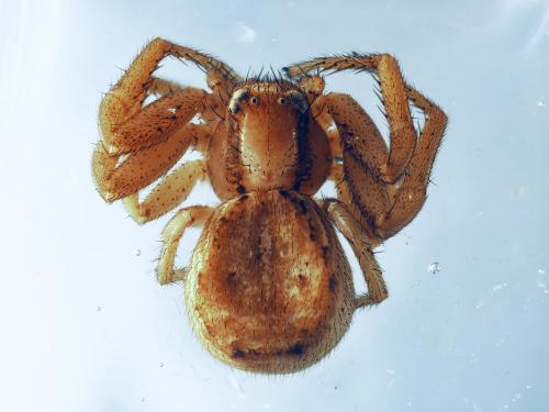 Réf. 349 415 : Xysticus erraticus