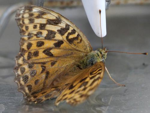 Réf. 349 135 : Argynnis paphia