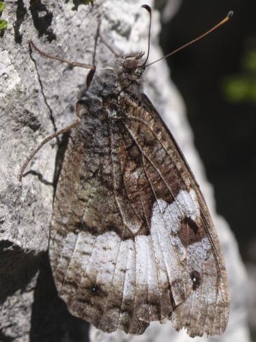 Réf. 349 131 : Hipparchia sp.